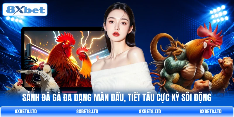 Sảnh đá gà đa dạng màn đấu, tiết tấu cực kỳ sôi động Sảnh đá gà đa dạng màn đấu, tiết tấu cực kỳ sôi động